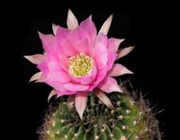 Echinopsis hyb Themis A81