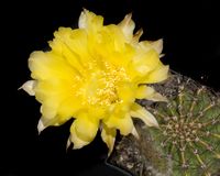 Echinopsis hyb USA