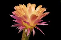 Echinopsis hyb Wessner 20-2000 Profil