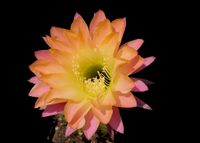 Echinopsis hyb Wessner 20-2000