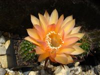 Echinopsis hyb Wessner 390 x333 