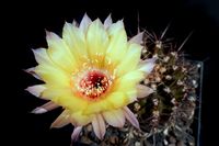 Echinopsis hyb Wessner 8-2000