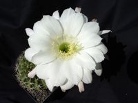 Echinopsis hyb X Pseudolob obrepanda