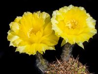 Echinopsis hyb gelb