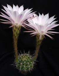 Echinopsis hyb grandiflorus x teracotta