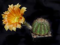 Echinopsis hyb orange 1