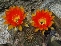 Echinopsis hyb orange 2