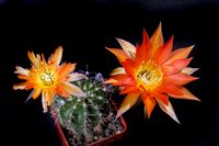 Echinopsis hyb orange 3