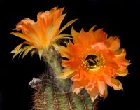 Echinopsis hyb orange