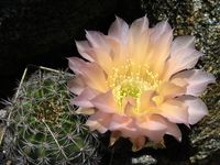 Echinopsis hyb rs-ge