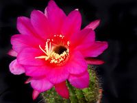 Echinopsis kermesina