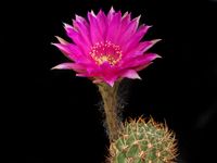 Echinopsis obrepanda WK 717