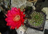 Echinopsis spec 1265