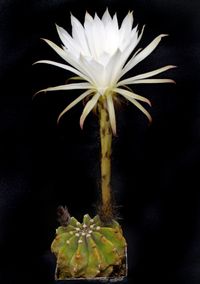 Echinopsis sudenudata