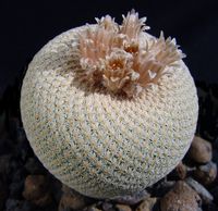 Epithelantha aff bokei