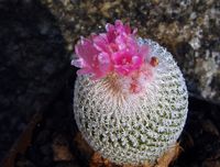 Epithelantha chihuahuacensis