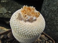 Epithelantha fa microspina