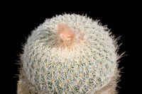 Epithelantha greggii L749