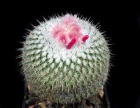 Epithelantha micromeris ssp unguispina