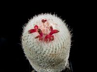 Epithelantha micromeris