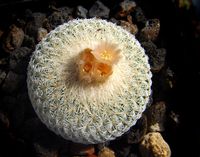 Epithelantha rufispina