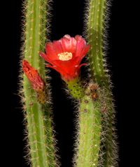 Erdisia tenuicula