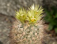 Escobaria desertii Lz 849