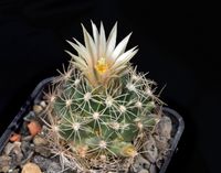 Escobaria missouriensis subsp asperispina