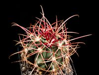 Ferocactus acanthodes