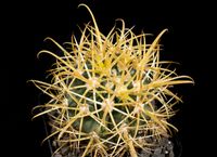 Ferocactus chrysacanthus