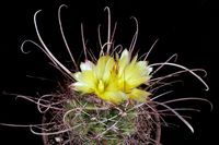 Ferocactus hamatacanthus ssp sinuatus