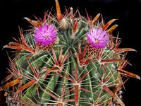 Ferocactus latispinus ssp latispinus