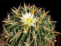 Ferocactus latispinus var flavispinus