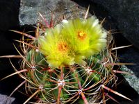 Ferocactus viridescens