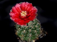 Gymnocalycium altagraciliense