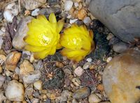 Gymnocalycium andreae -Freiland