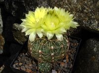 Gymnocalycium andreae v grandiflorum