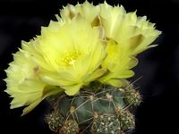 Gymnocalycium andreae