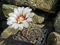 Gymnocalycium artagnauense P119