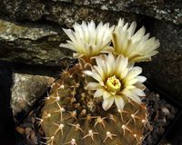 Gymnocalycium asterium v paucicostatum