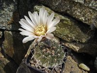 Gymnocalycium asterium