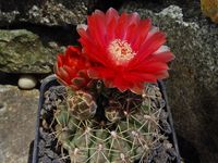 Gymnocalycium baldianum