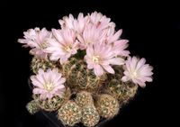 Gymnocalycium bruchii P200