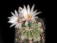 Gymnocalycium caloiflorum Mina Clara