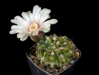 Gymnocalycium capillaense P103