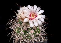 Gymnocalycium cardenasianum