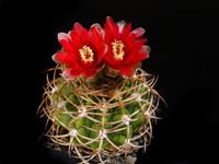 Gymnocalycium carminanthum P133