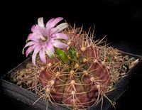 Gymnocalycium damsii v tucavogense