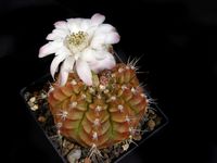 Gymnocalycium damsii