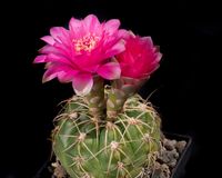 Gymnocalycium denudatum mg